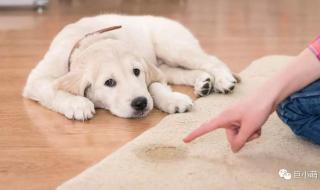 怎么训小鹿犬大小便